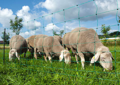 AKO Producten schapennet ovinet groen 90cm x 50m dubbele pen