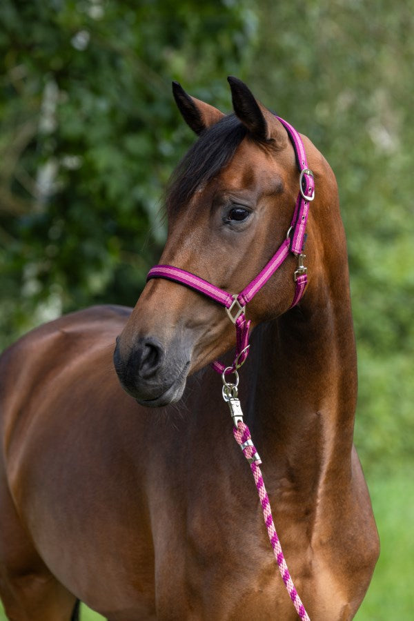 Abi Producten halstertouw mustang karjnhaak 200cm braam