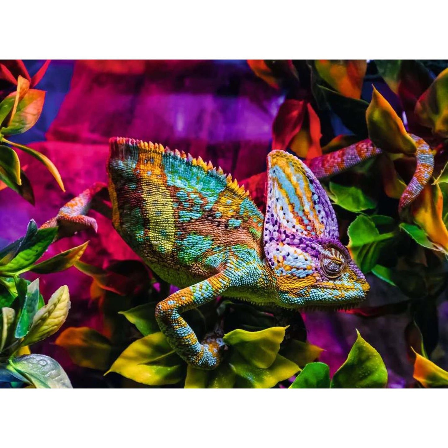 Ravensburger puzzel chameleon 500st
