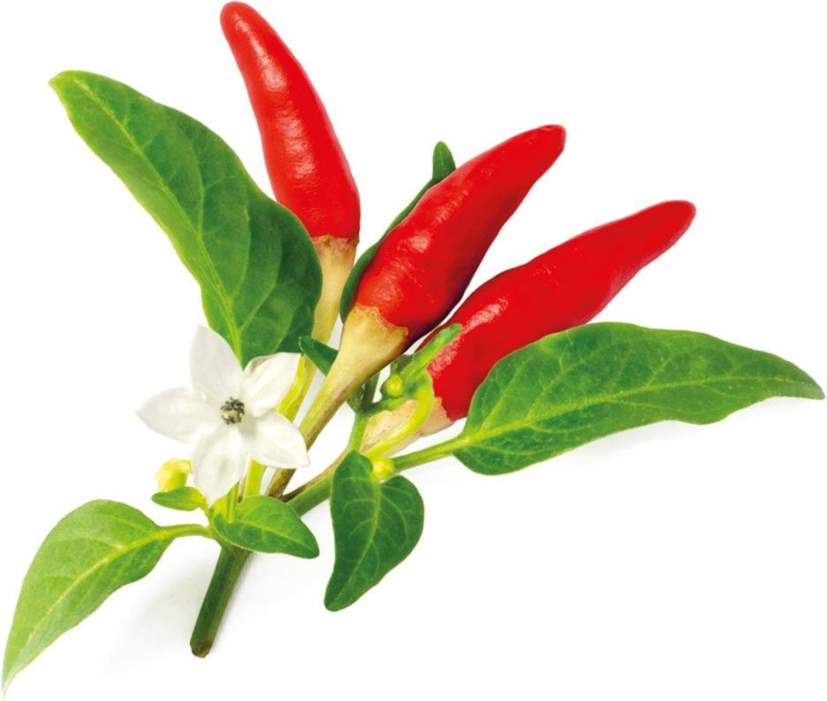 Click Grow Click grow navulling red hot chili pepper 3 stuks
