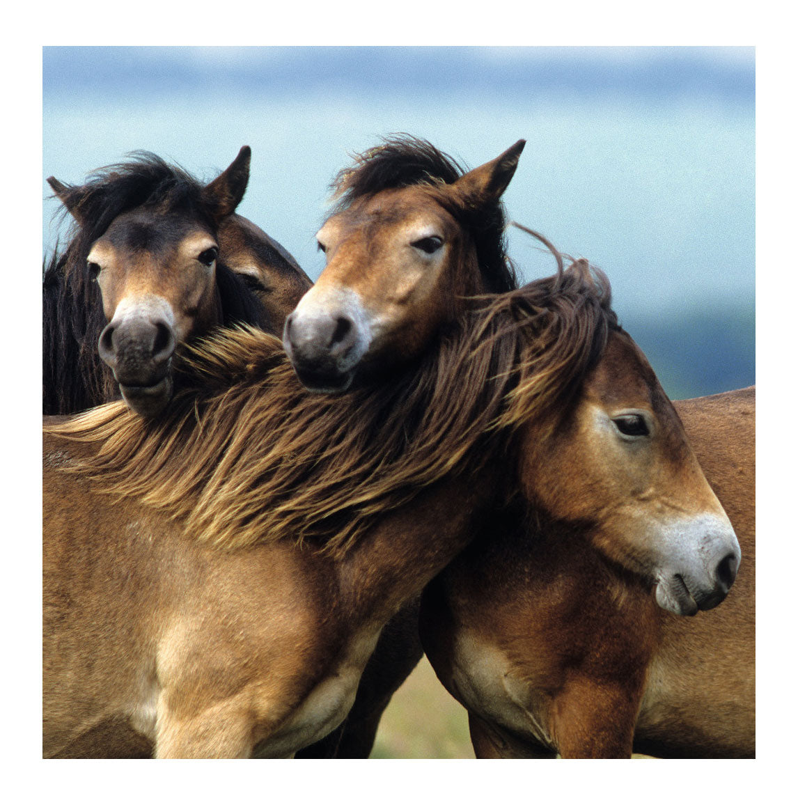 Ravensburger schattige pony's, 3x49st.