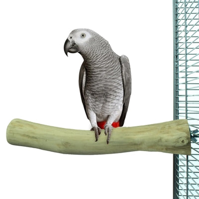 Back Zoo Nature java perch
