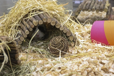 Happy Pet speelbal wilg