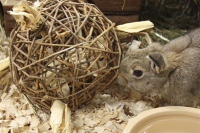 Nature First Happy pet speelbal wilg