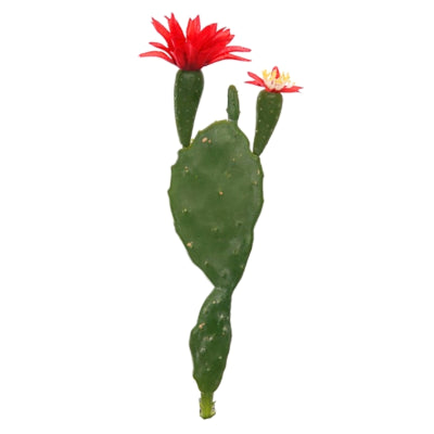 Schijfcactus met bloem rood groen 22 cm | 48 stuks