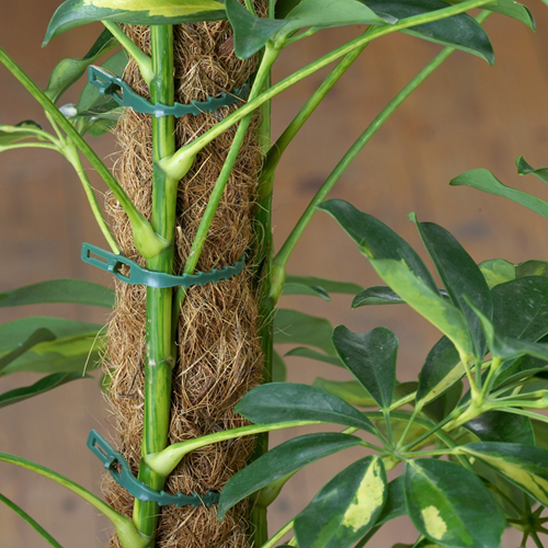 Meister plantenbinders universeel 50st - wu9970200