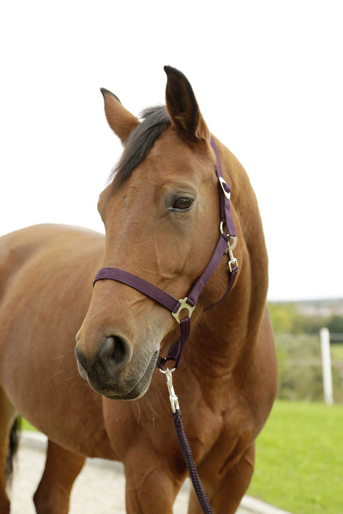 Abi Producten hippo halster aubergine 1 pony