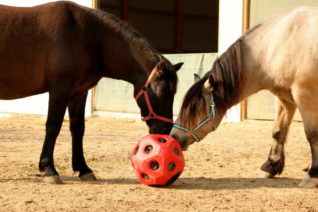 Producten voederspeel bal rood