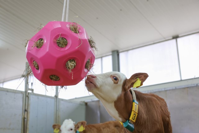 Producten voederspeel bal roze