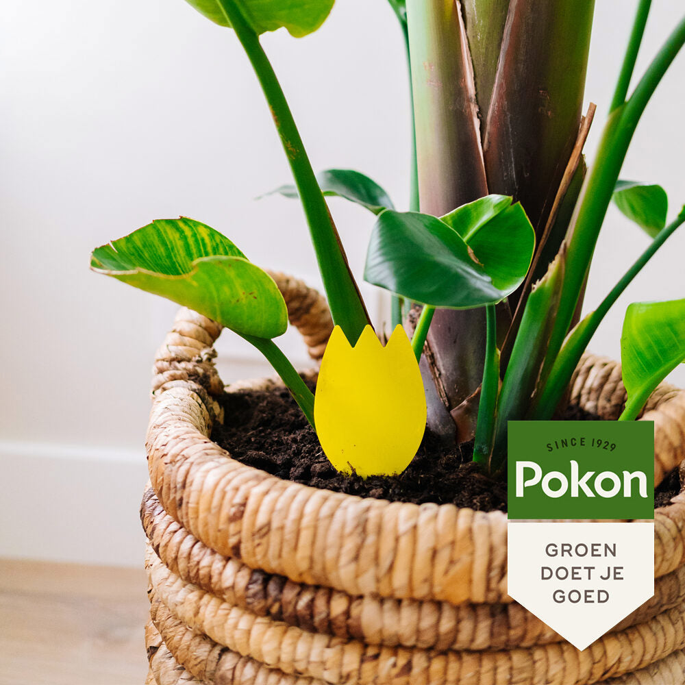 Pokon Producten bio vangplaatjes tegen potgrondvliegjes 15st