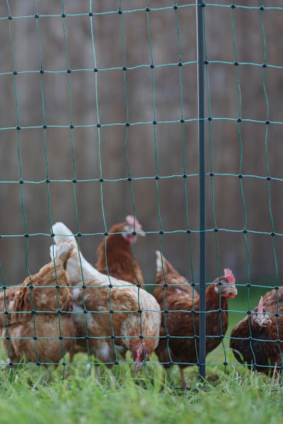 AKO Producten poultrynet premium niet elektrificeerbaar 50m dubbpen