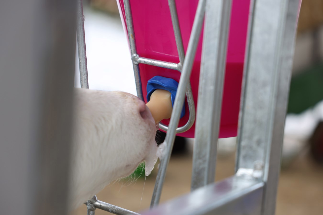 Producten kalveremmer kunststof afgeplat kaal roze transparant