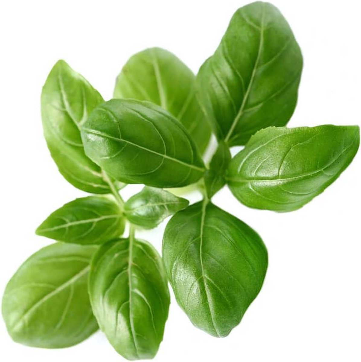 Click And Grow Click grow navulling basilic 3pak