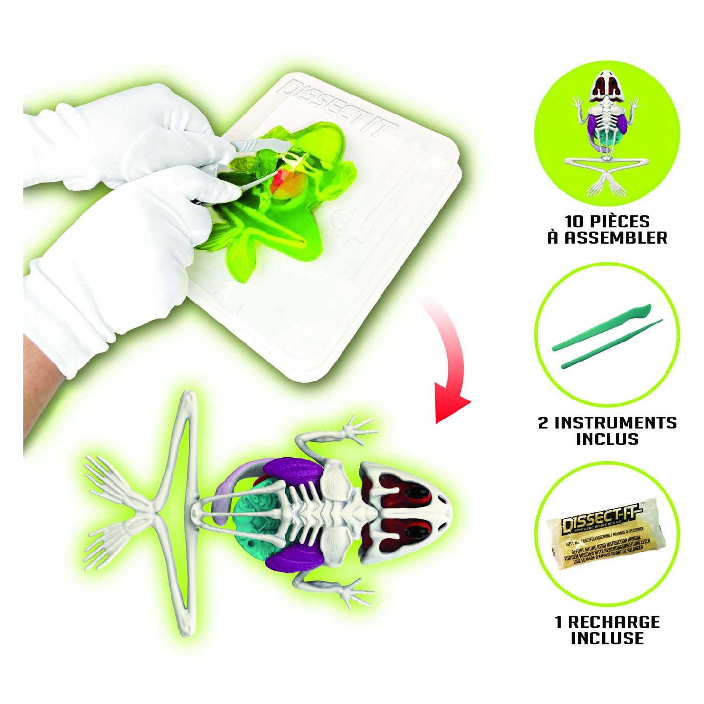 Joker Slimy lab dissect-it - ontleed een kikker