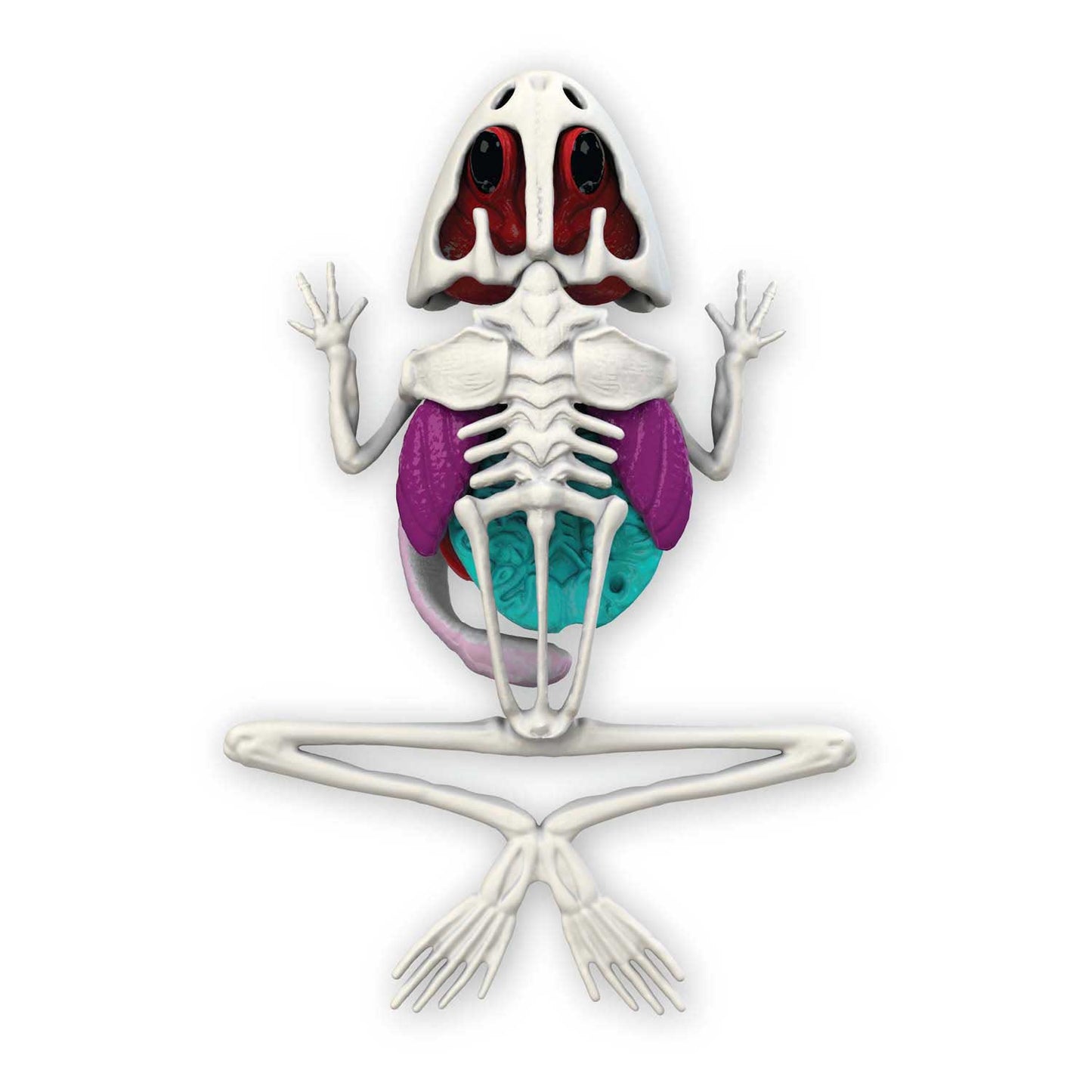 Joker Slimy lab dissect-it - ontleed een kikker