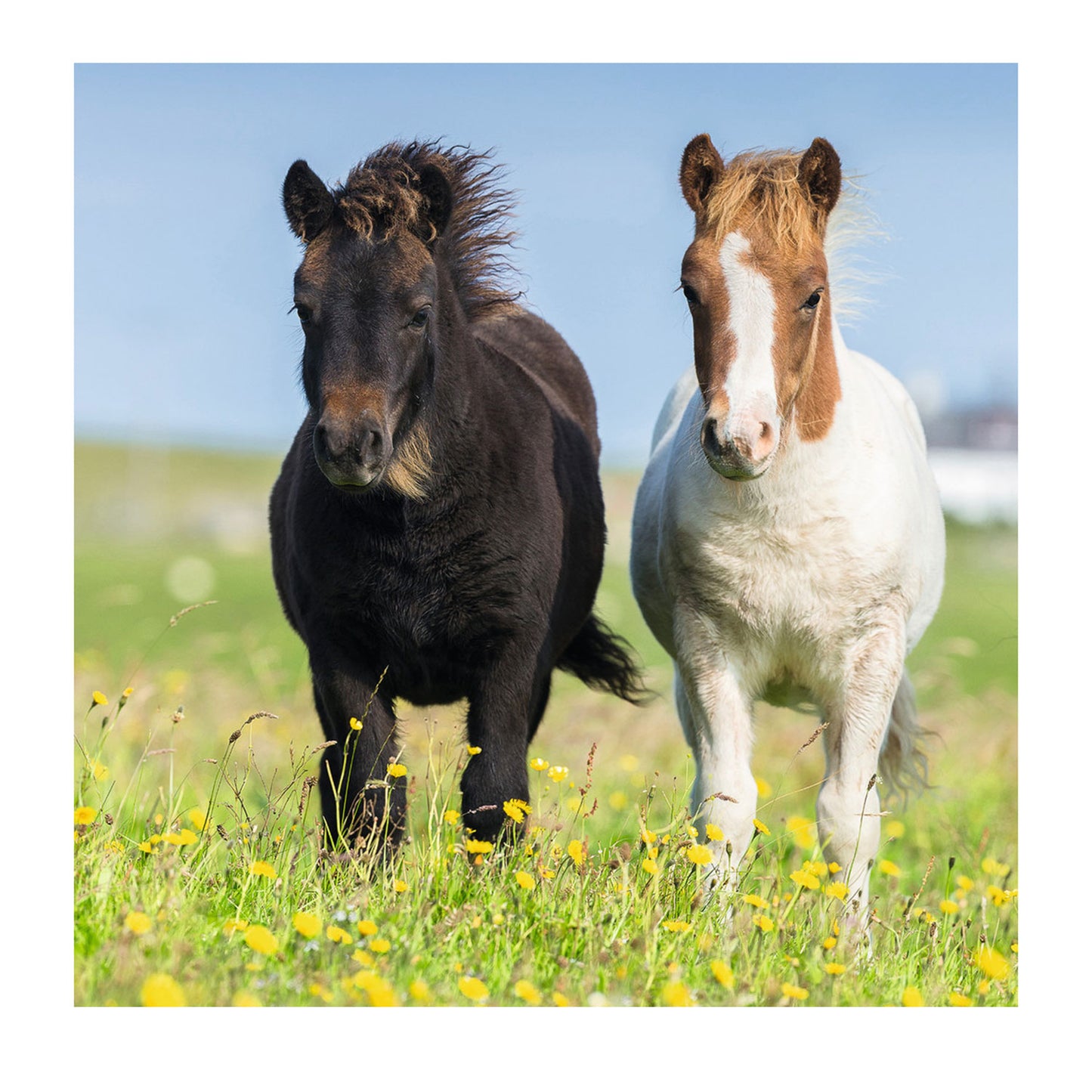 Ravensburger schattige pony's, 3x49st.