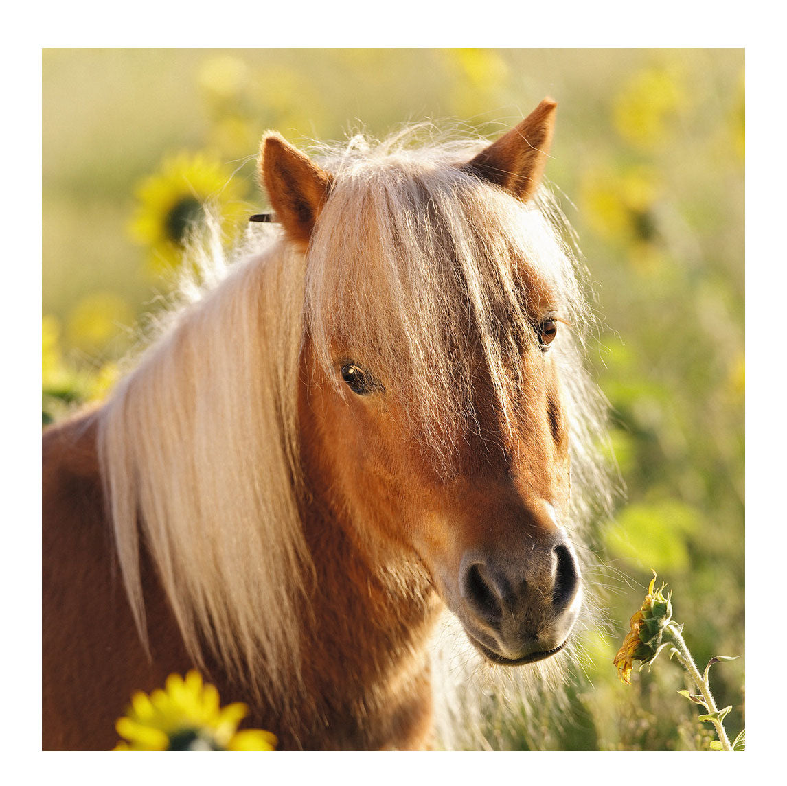 Ravensburger schattige pony's, 3x49st.