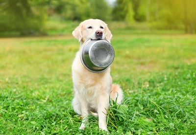 Happy Pet voerbak rvs