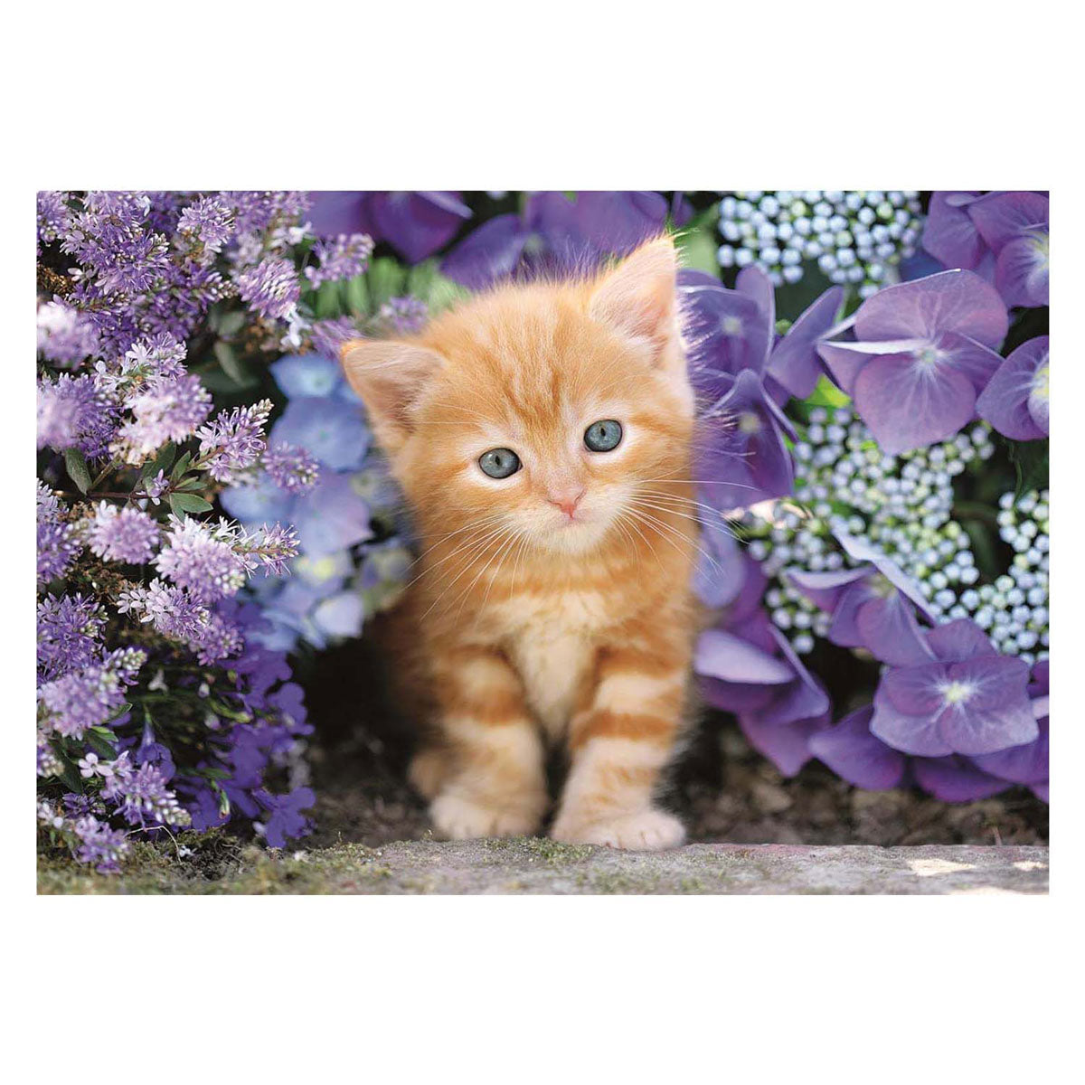 Clementoni Clemetoni legpuzzel ginger cat, 500st.