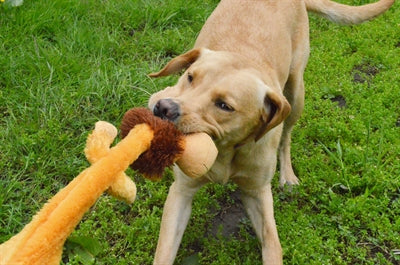 Happy Pet wild crinkler leeuw