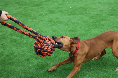 Happy Pet nuts for knots extreme bal tugger