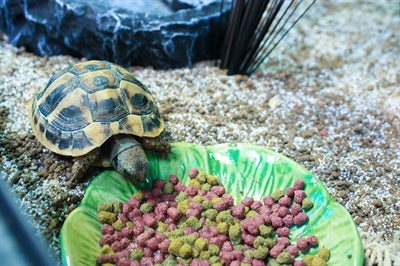 Happy Pet voerbak green leaf groen