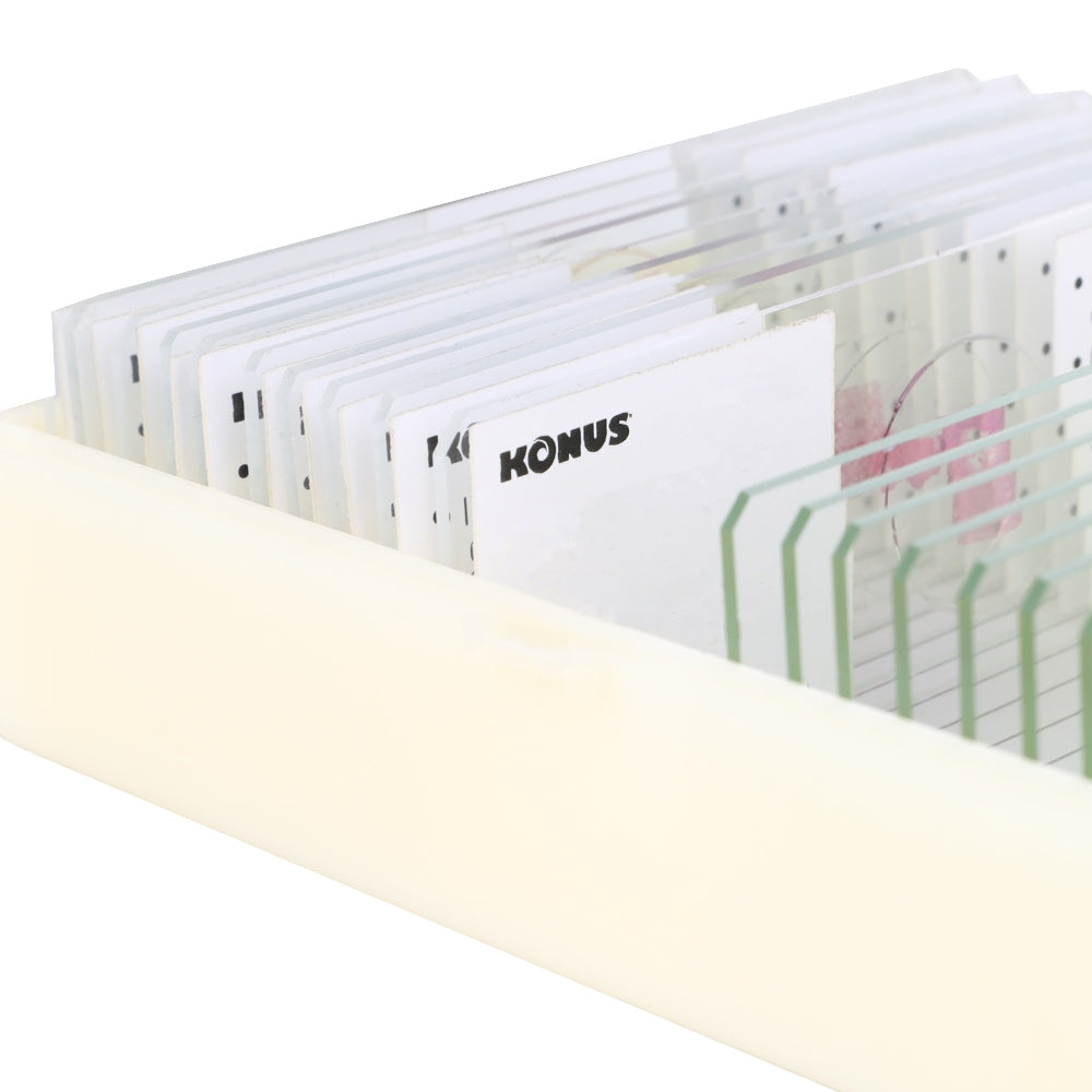 Konus preparaten set bacterieën, simpele organismen (10 stuks)
