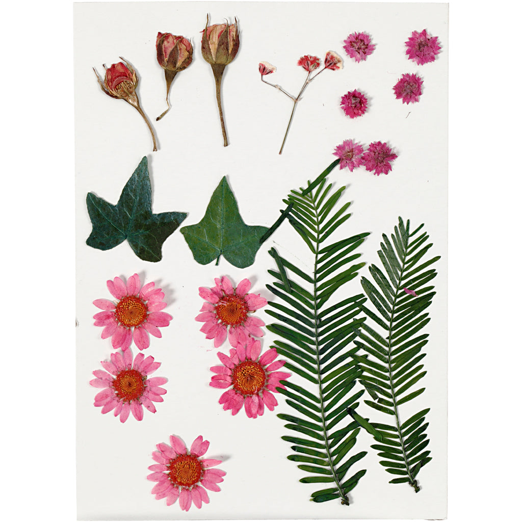 Creativ Company Https: www.cchobby.nl gedroogde-bloemen-en-bladeren-ca-19-stuk-lichtrood-1-doos