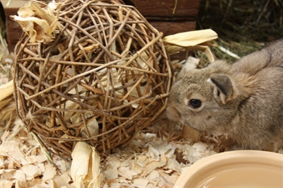 Nature First Happy pet speelbal wilg