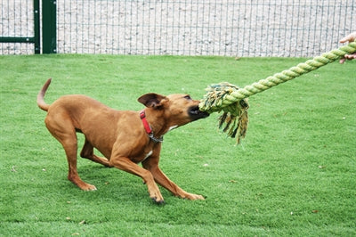 Happy Pet king size tug flostouw