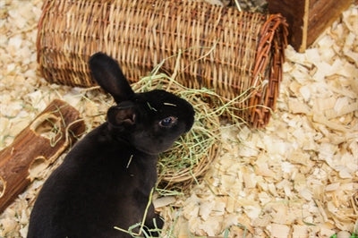 Nature First Happy pet wilgen hooirek