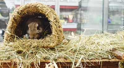 Happy Pet grassy tunnel