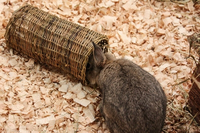 Nature First Happy pet wilgen tunnel