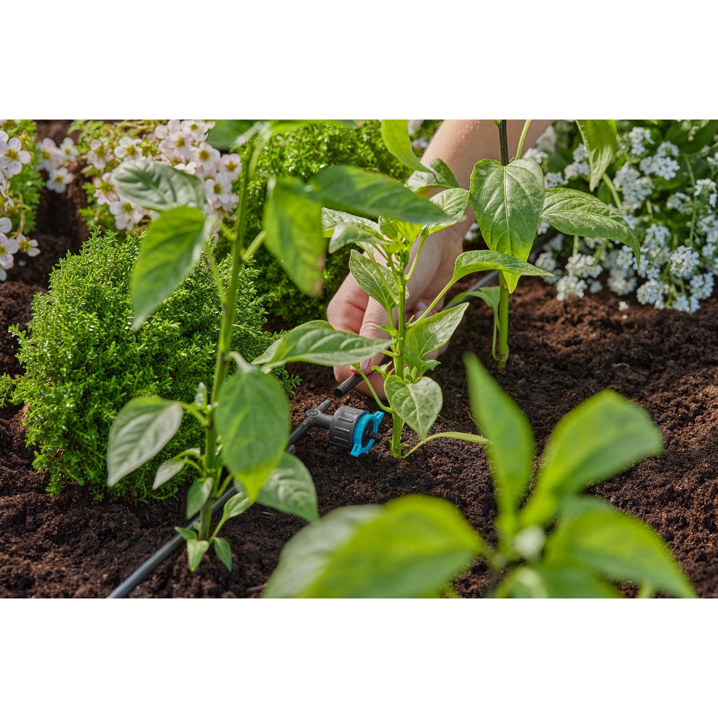 GARDENA verstelbare seriedruppelaar 1-8 l u, drukcompenserend druppelaar (zwart turquoise)