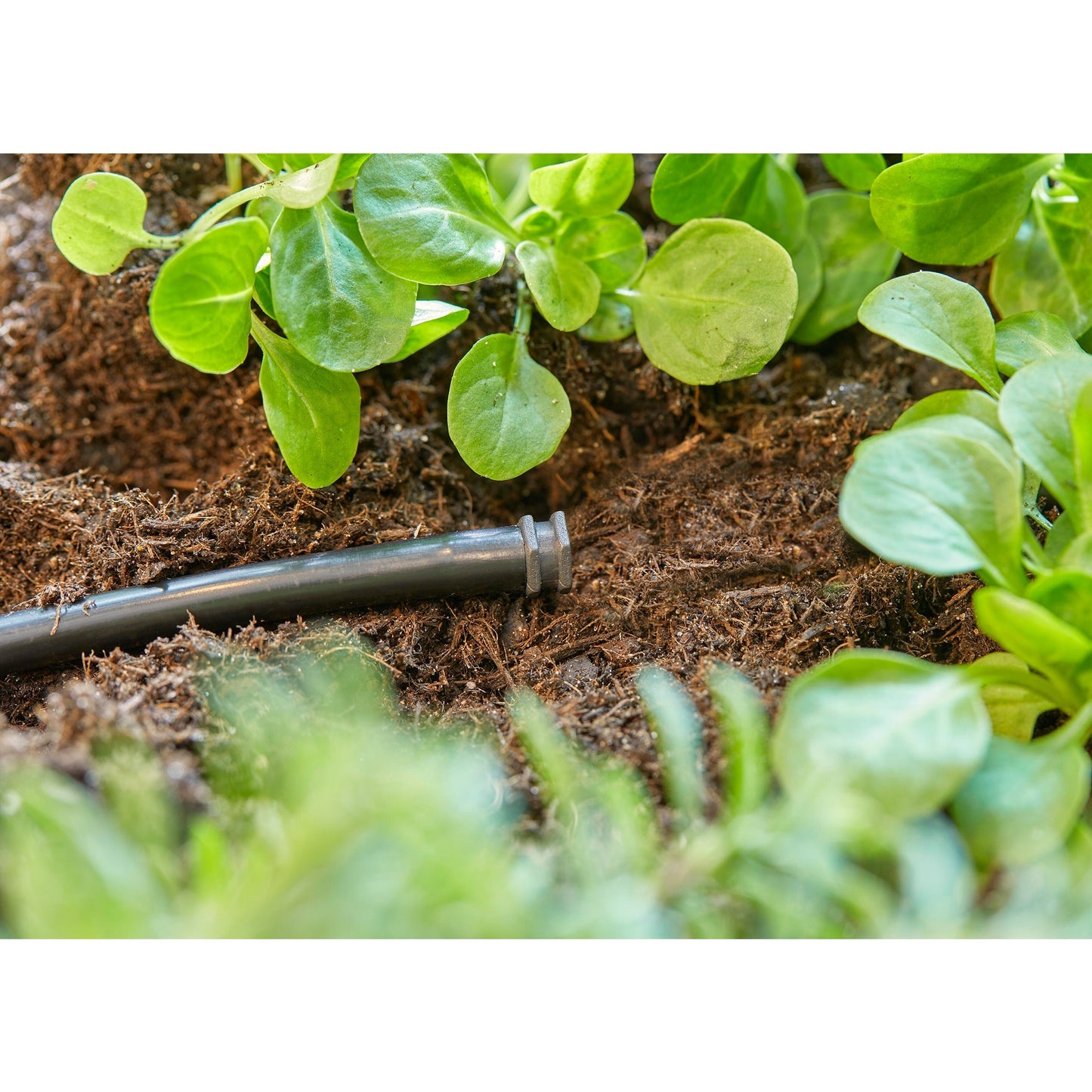 GARDENA plug 4,6 mm (3 16 ) sluiting (donkergrijs, 10 stuks)