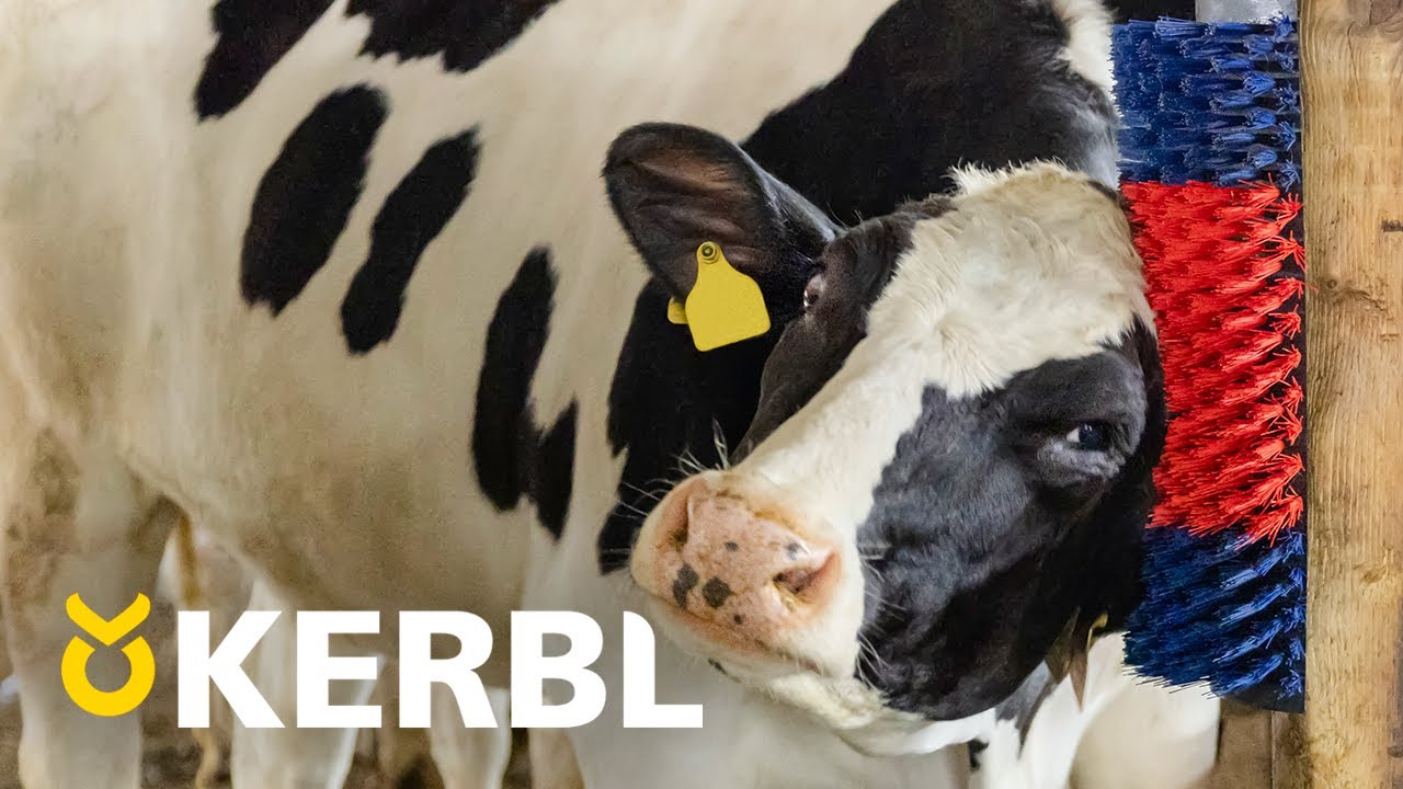 Producten halfronde koeborstel veeborstel blauwrood